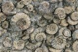 Fossil Ammonites With Petrified Drift Wood - Dorset, England #238079-1